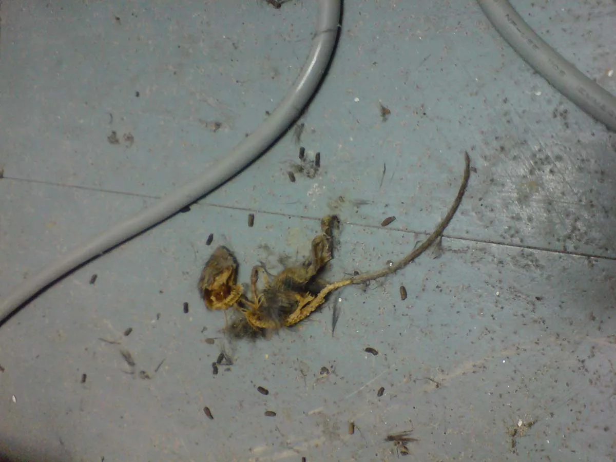 Evidence of vermin entry found in data centre subfloor audit