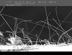 Zinc whiskers viewed under electron microscope